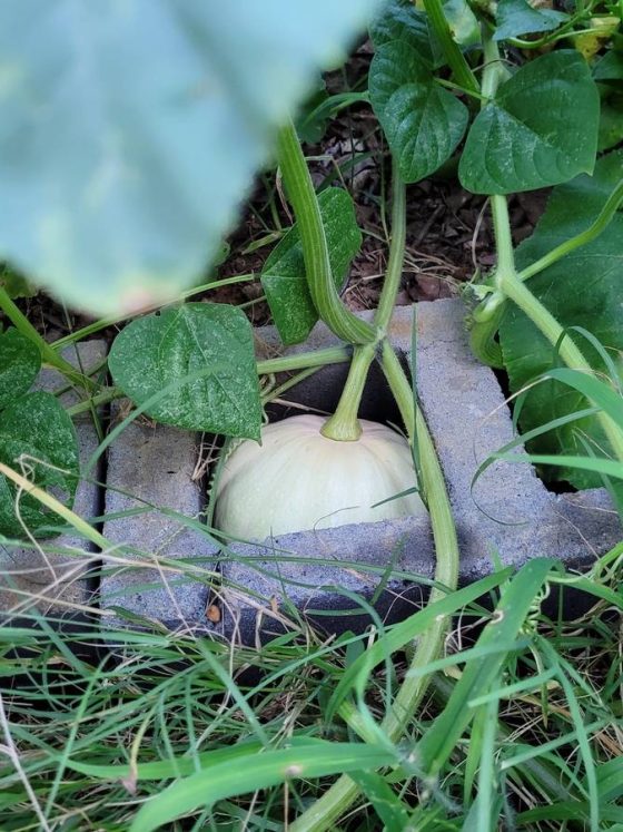 Hope like a Butternut Squash