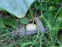 Hope like a Butternut Squash